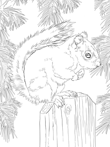 American Red Squirrel Coloring Page